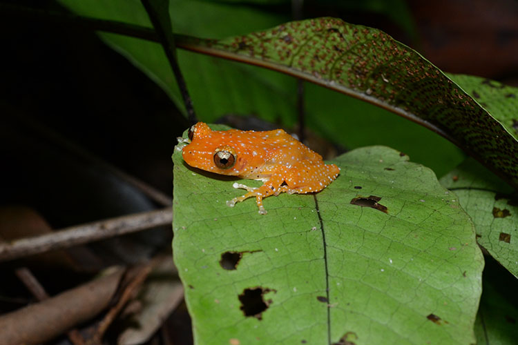 Cinnamon Bush Frog (NParks)